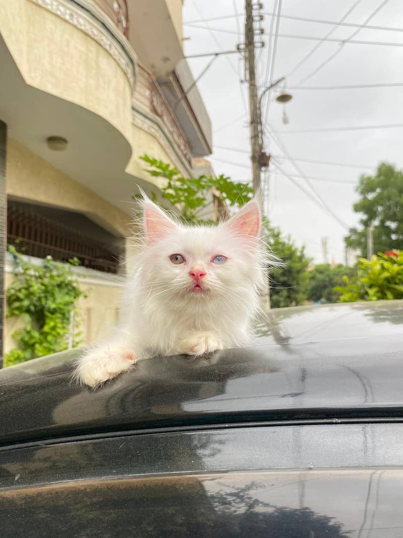Persian Cat / White Persian cat / Punch face Cat / Doll Face cat 11