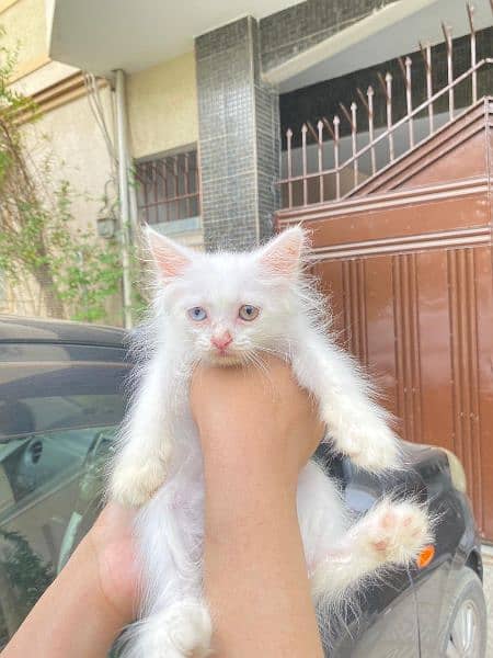 Persian Cat / White Persian cat / Punch face Cat / Doll Face cat 14