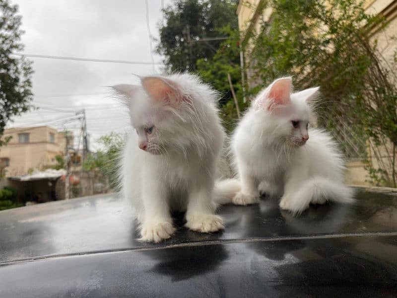 Persian Cat / White Persian cat / Punch face Cat / Doll Face cat 15