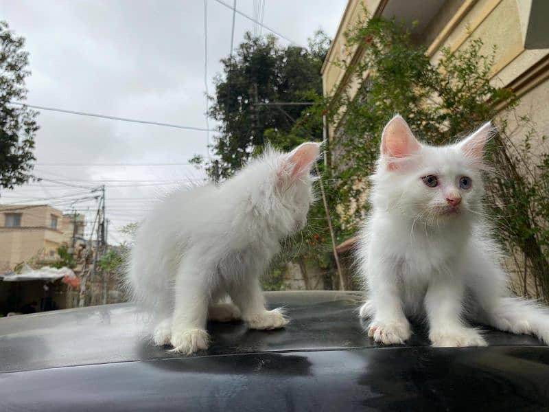 Persian Cat / White Persian cat / Punch face Cat / Doll Face cat 17