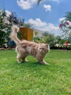 Cute and Playfull Persian Cat For Adoption