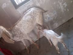 goat makhi chain nasal