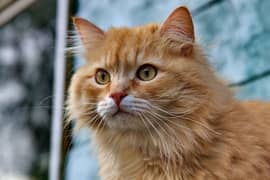 Ginger Persian cat for sale female