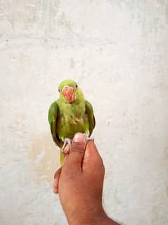 Green Parrot 2.5 month