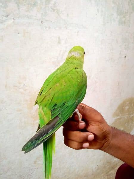Green Parrot 2.5 month 1