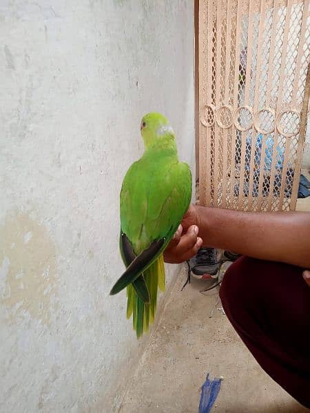 Green Parrot 2.5 month 2