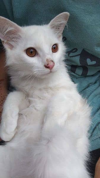 5 Persian Doll Face kittens litter trained 4