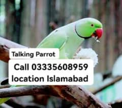 Talking Male Parrot 12000 Green Ring Neck Jumbo Size