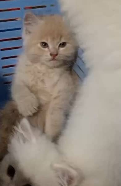 all type of kitten and cat available 1