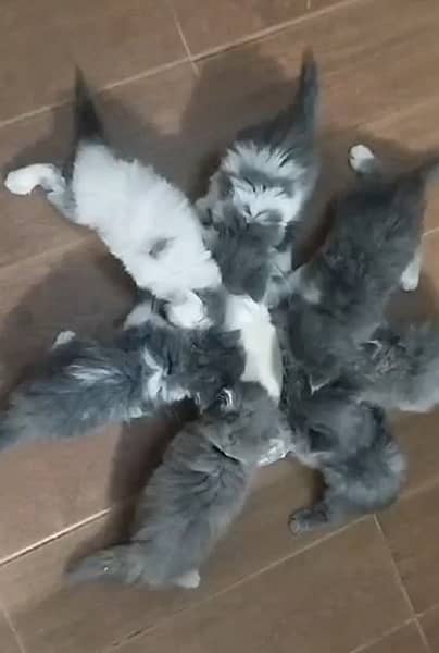 all type of kitten and cat available 2