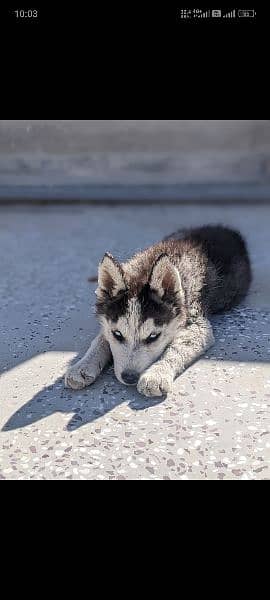 Siberian husky 6 month ka hey 8