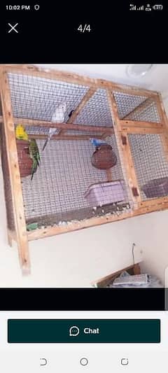 Parrot for sale in urgent sale 0