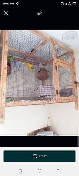 Parrot for sale in urgent sale 1