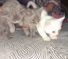 Persian cat baby cash on delivery