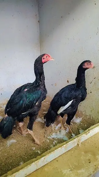 lasani Mushka chicsk — photo 2