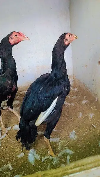 lasani Mushka chicsk — photo 5