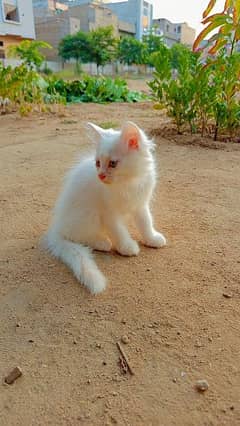 Persian male cat age 2 months 0