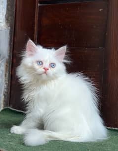 Persian Kitten 0