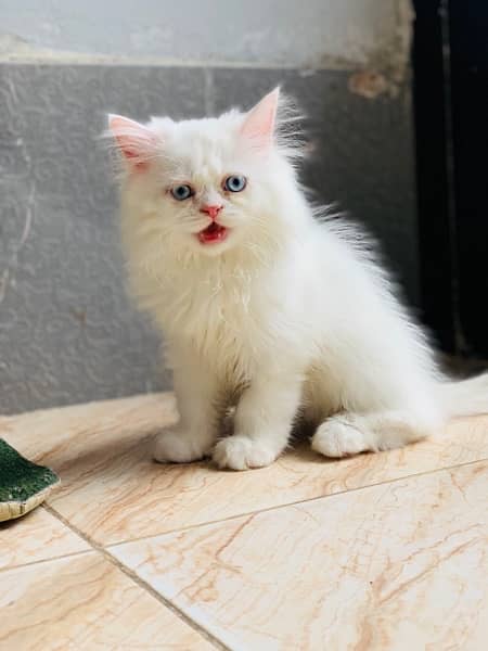 Persian Kitten 4