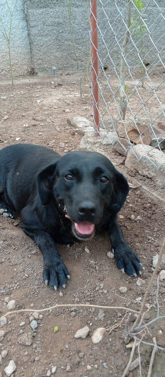 Breeder American lab 9