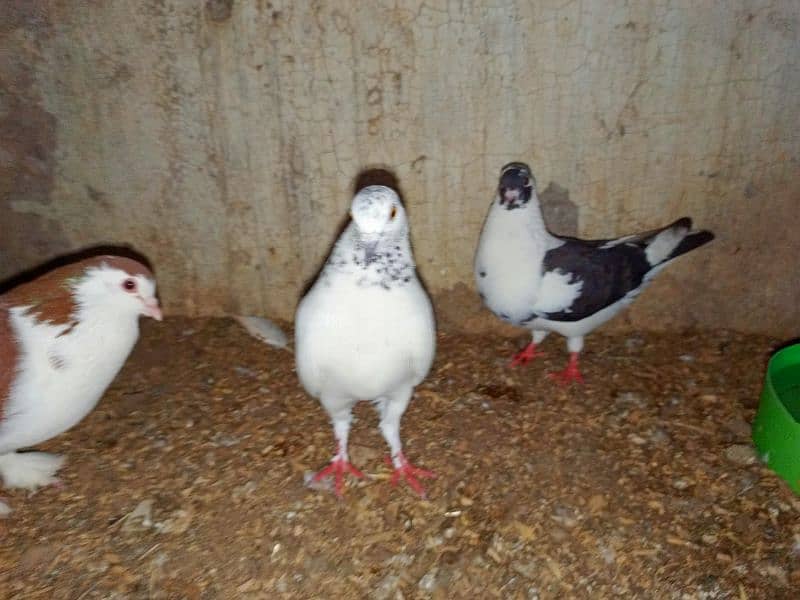 Piegons sherazii+ lakyy+ 1 murga+ Egg incubator+  2 Aseel hens forsale 7