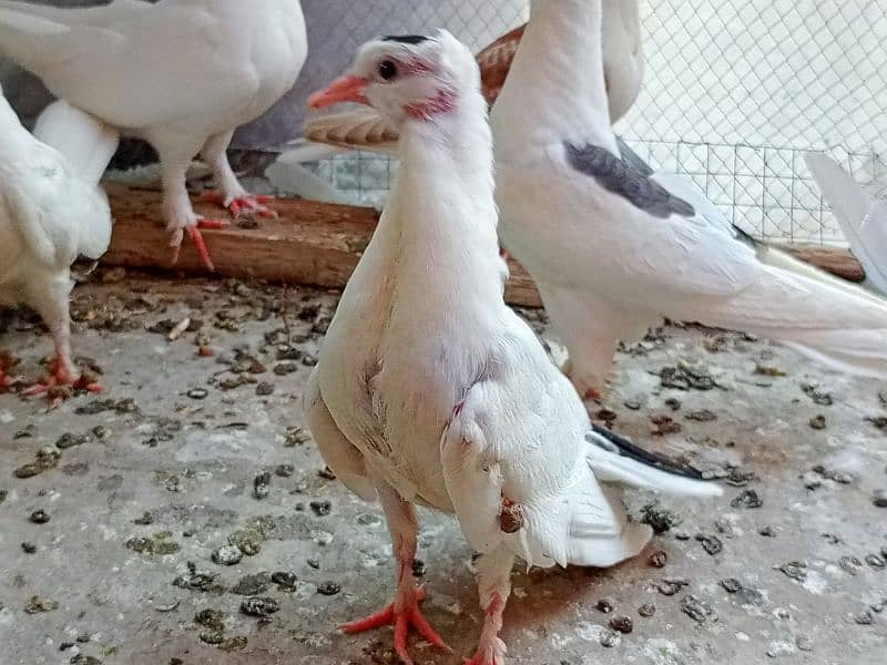 Piegons sherazii+ lakyy+ 1 murga+ Egg incubator+  2 Aseel hens forsale 13