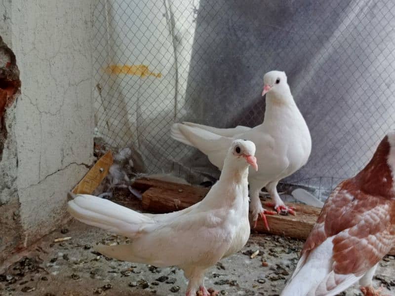 Piegons sherazii+ lakyy+ 1 murga+ Egg incubator+  2 Aseel hens forsale 14