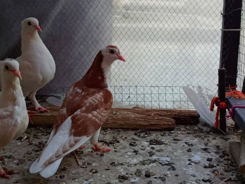 Piegons sherazii+ lakyy+ 1 murga+ Egg incubator+  2 Aseel hens forsale 15