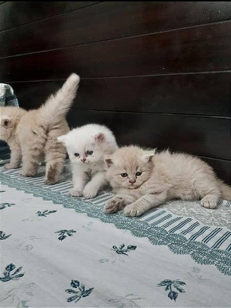 Persian Kittens For Sale 0