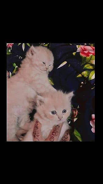 Persian Kittens For Sale 1