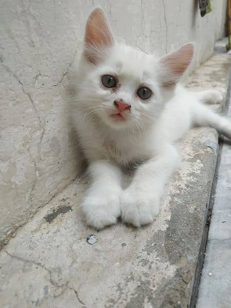 Persian kittens 6