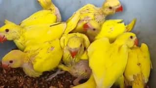 yellow, green, ringneck or mor chicks.
