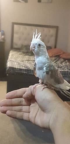 handtamed freeflight cockatiel chick