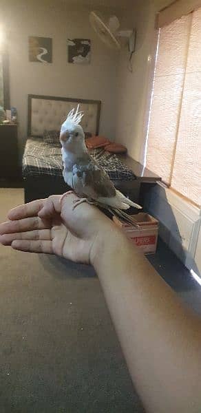 handtamed freeflight cockatiel chick 1