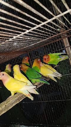 lovebirds mix available