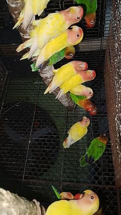 lovebirds mix available