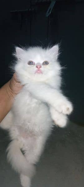 persian cat baby doll face 1