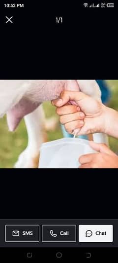 Milk goat 1 kG awailable only daily routine