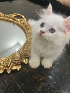 White Little Persian Kitten