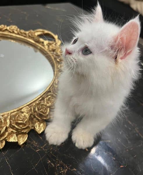 White Little Persian Kitten 1