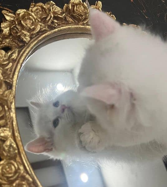 White Little Persian Kitten 2