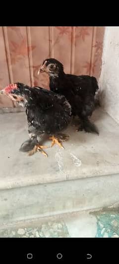 Molted bantam chicks age 2 month cargo nei ho sakte