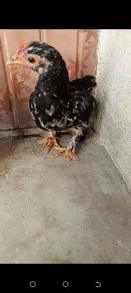 Molted bantam chicks age 2 month cargo nei ho sakte 1