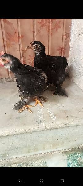 Molted bantam chicks age 2 month cargo nei ho sakte 2