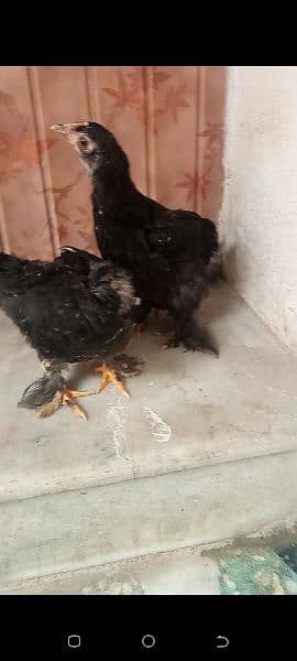 Molted bantam chicks age 2 month cargo nei ho sakte 4