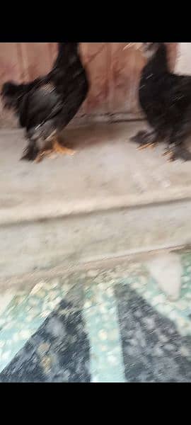 Molted bantam chicks age 2 month cargo nei ho sakte 5