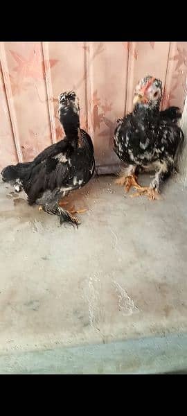 Molted bantam chicks age 2 month cargo nei ho sakte 7