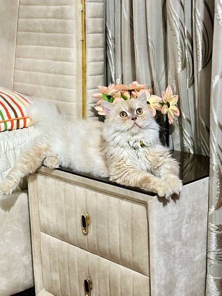 Male Persian cat 1