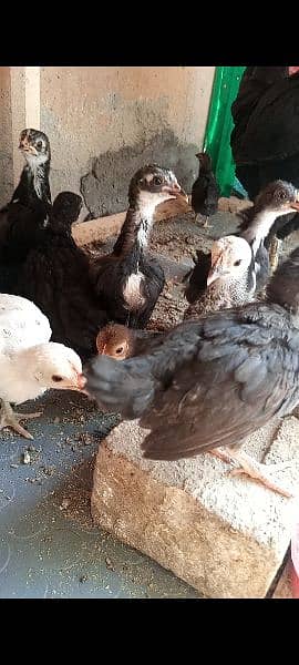 Molted bantam chicks age 2 month cargo nei ho sakte 3