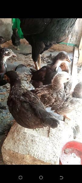 Molted bantam chicks age 2 month cargo nei ho sakte 6